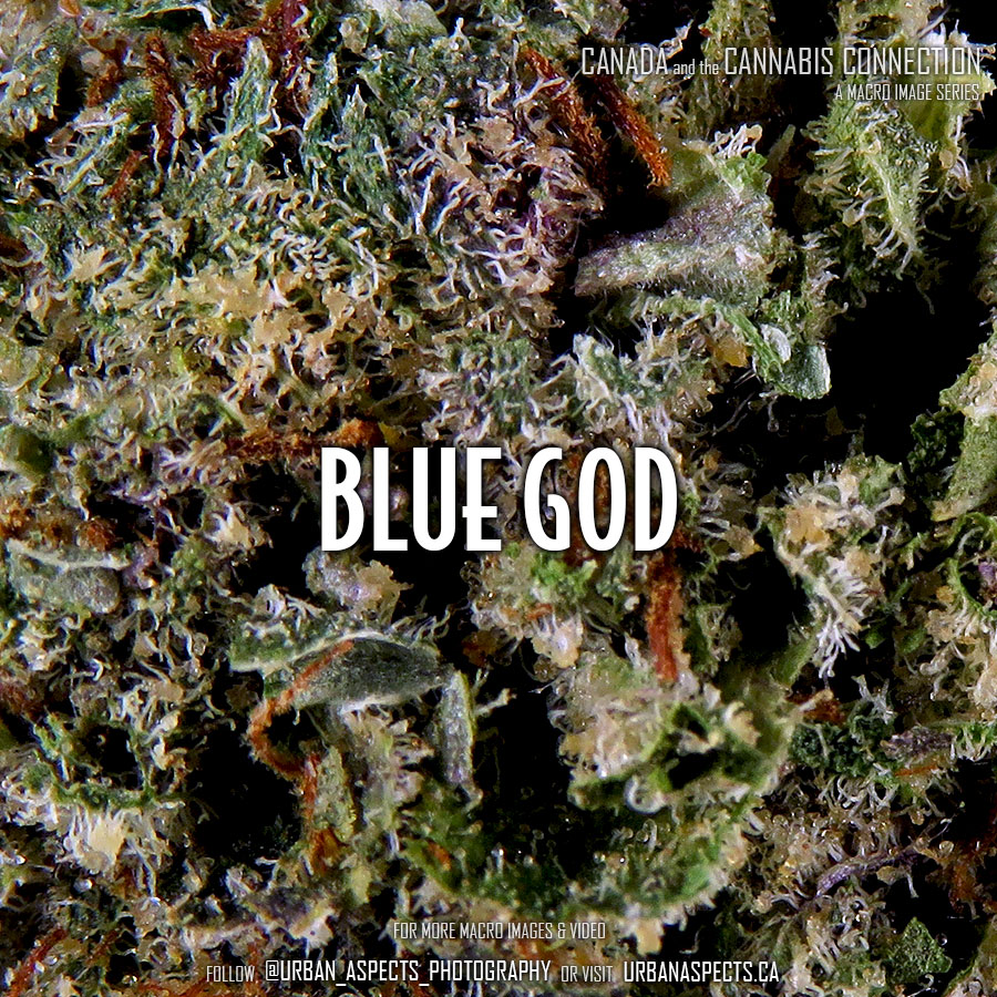 blue god strain