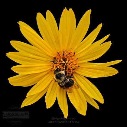 Bee On Cupflower 01 #F0151-BB-C