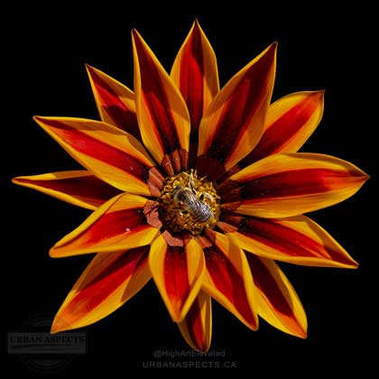 Bee On Gazania 01 #F0161-BB-C
