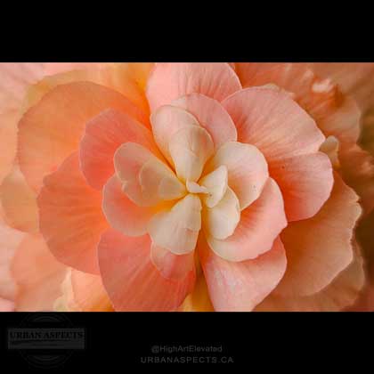 Begonia 01 Macro Wide #F0143-FC-C