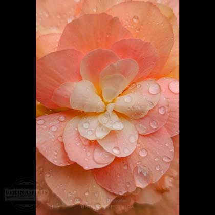 Begonia 02 Macro Wet Tall #F0145-FC-C