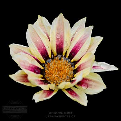 Gazania 08 Wet #F0162-BB-C