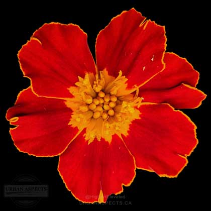 Marigold 02 #F0139-BB-C