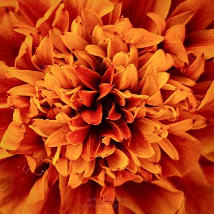 Marigold 04 Macro #F0183-FC-C