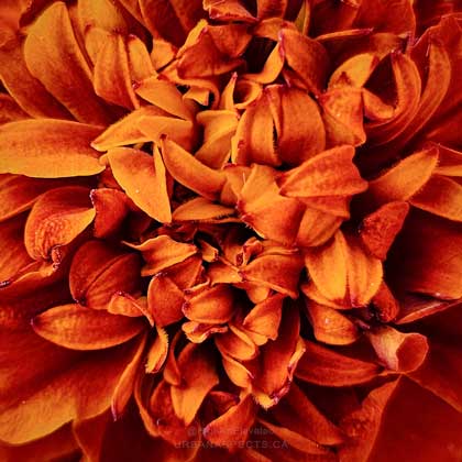 Marigold 05 Macro #F0185-FC-C