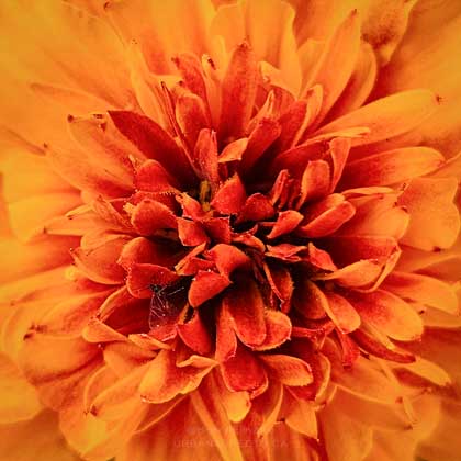 Marigold 06 Macro #F0186-FC-C