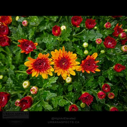 Mums 01 Wet Wide #F0152-FC-C