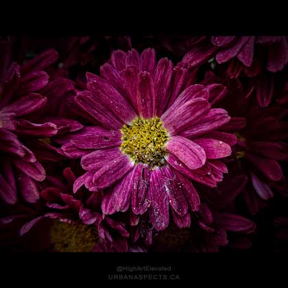 Persian Daisy 01 Wide #F0244-FC-C