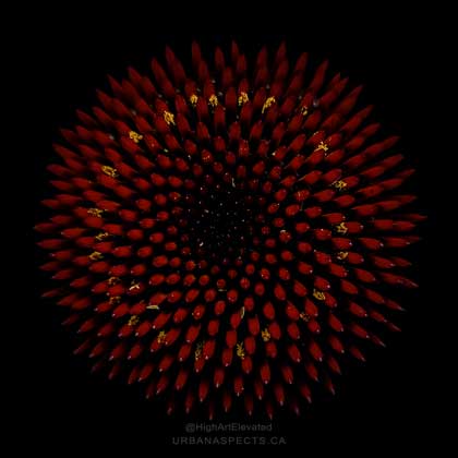 Red Coneflower 01 Macro #F0050-BB-C